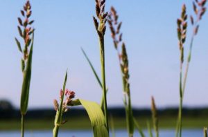 Lire la suite à propos de l’article Découvertes nature